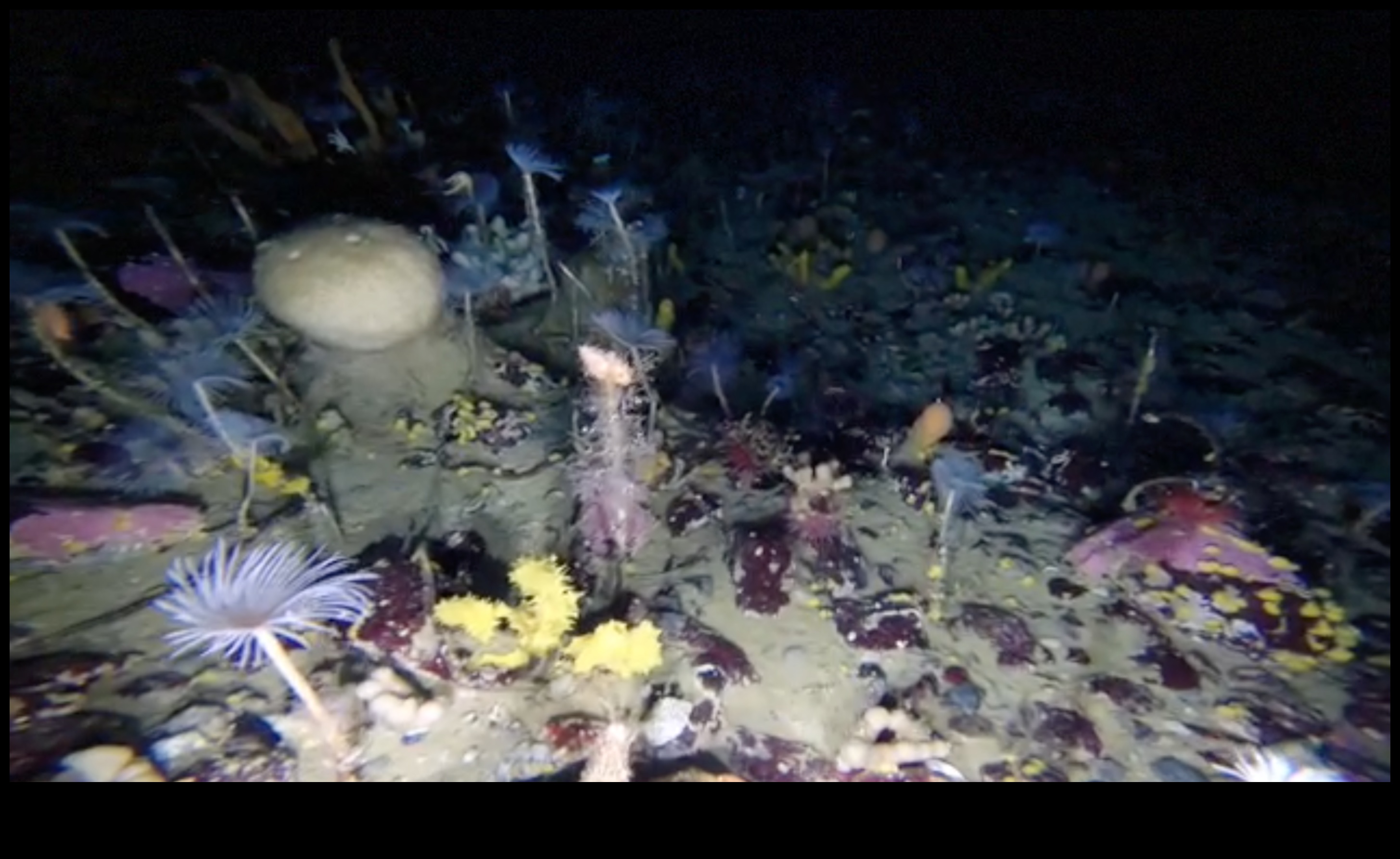 Ο κρυμμένος κόσμος της υδάτινης βιοποικιλότητας 3 Πώς συμβάλλουν τα διάφορα υδατικά συστήματα στην υδάτινη βιοποικιλότητα των τοπίων;