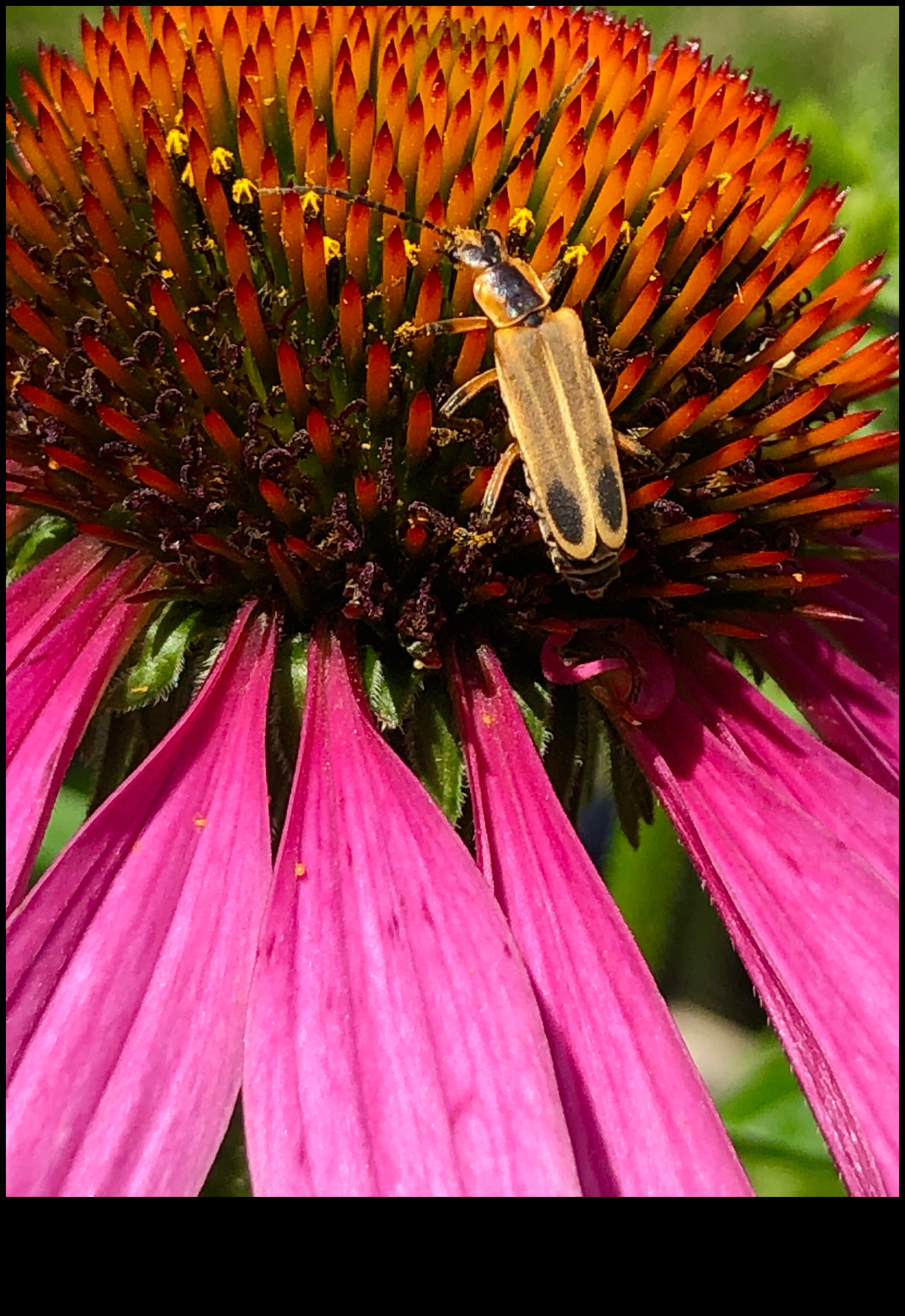 Το Floral Flourish Nurture Her Nature-Inspired Haven με βοτανικά δώρα 2 Floral Flourish: Botanical Gifts for Her Nature-Inspired Haven