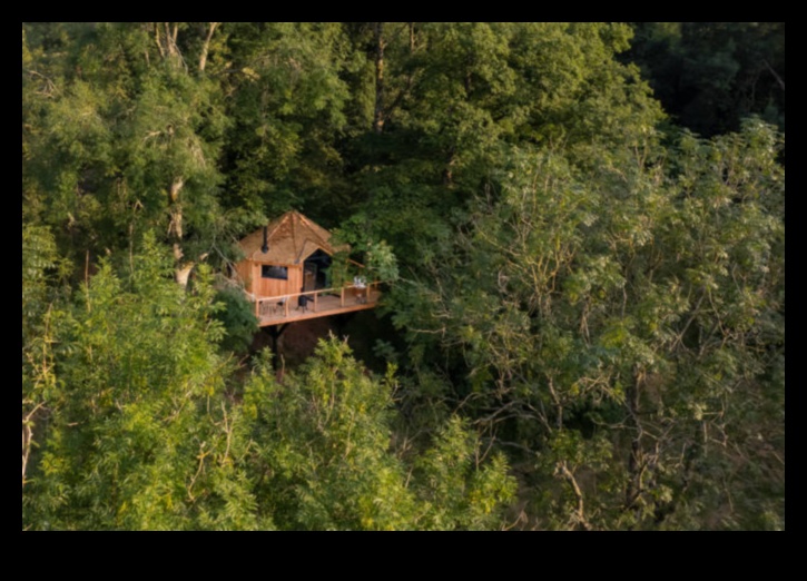 Canopy Chronicles: Stories from the Treetops of Outdoor Bliss