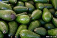 Crimson & Cream: Blood Oranges and Ettinger Avocados