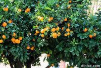 Grilled Cheese Mission Petting Zoo