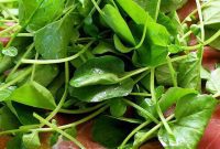 Backyard Chickens, Homemade Thin Crust Pizza