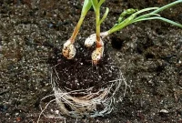 Build Your Own Cinder Block Garden: A DIY Handbook