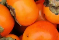 Golden Persimmon Panini