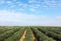 California Olive Ranch The 2017 Olive Harvest