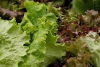 Pasture to Plate: The Grass-Fed Advantage