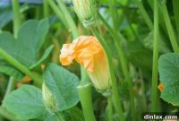 Crispy Golden Stuffed Zucchini Blossom Tempura