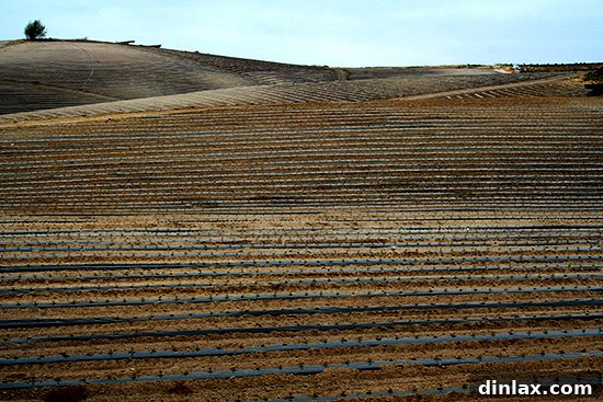 Valdivia Farm: Tomato Fields in Spring Wide view of a verdant tomato field at Valdivia Farm in Carlsbad, showcasing early growth in April.