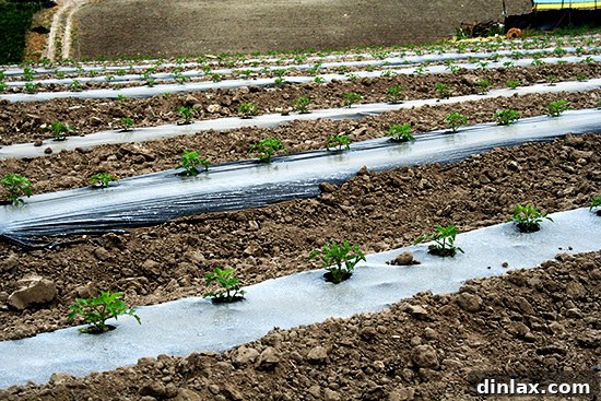 Valdivia Farm: Tomato Plants Sprouting Detailed shot of young tomato plants in the fertile soil of Valdivia Farm, awaiting full growth.