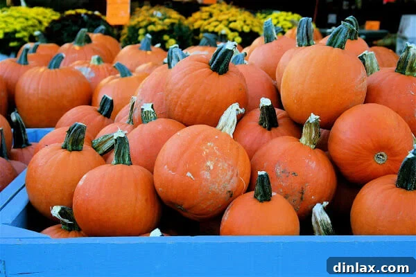 A vibrant display of fresh, seasonal squash and pumpkins from a generous CSA harvest, showcasing autumn's bounty