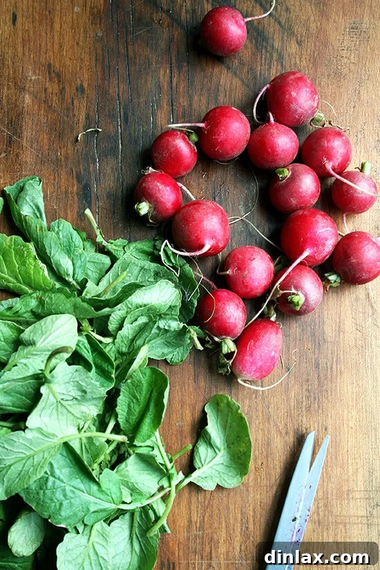 Make the Most of Your Radishes 5 Hand snipping the greens from radish stems to prolong the freshness of both the bulbs and the greens.