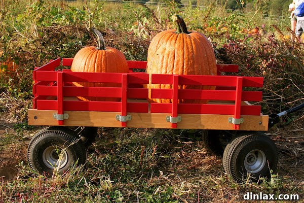 Moist Pumpkin Cupcakes