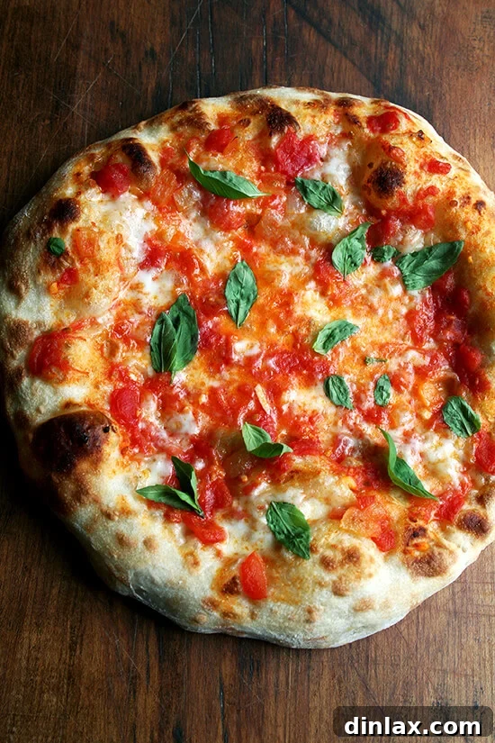 Baking Steel Masterpiece: Margherita & Caramelized Onion Burrata Pizzas 12 A freshly baked Margherita pizza on a pizza peel, adorned with fresh basil leaves.