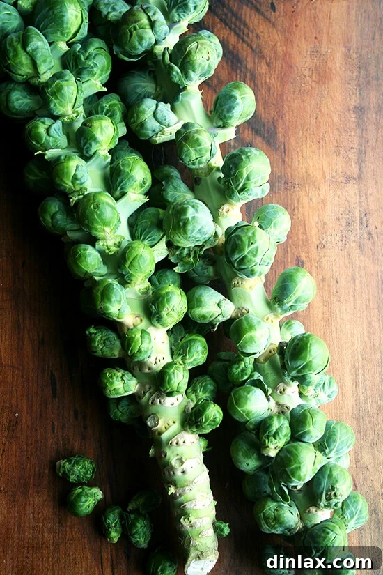 Two fresh Brussels sprout stalks resting on a rustic wooden surface, highlighting the raw ingredient.