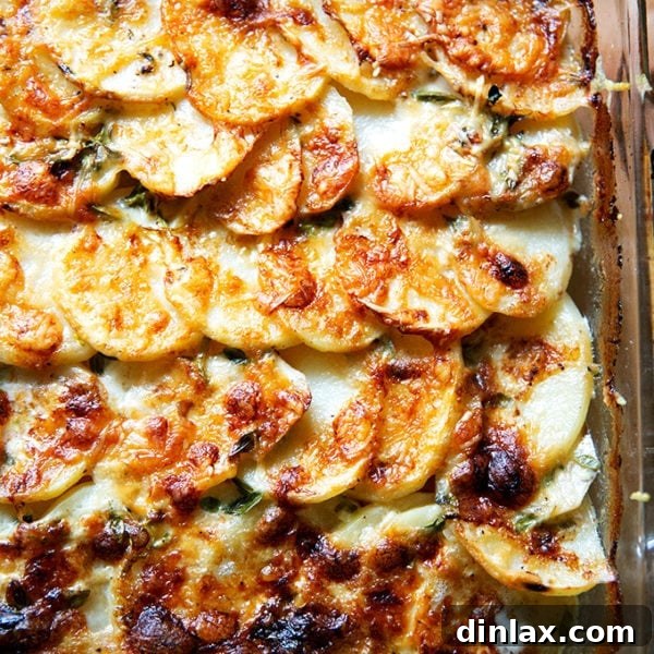 Freshly baked potato gratin in its baking dish, featuring a golden-brown, crispy cheese crust.