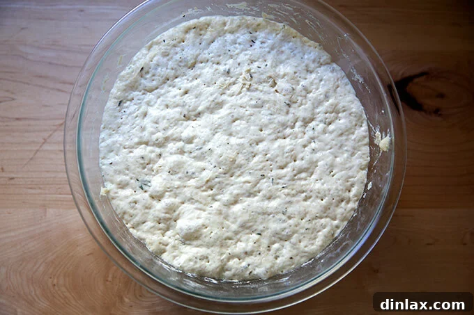 A bowl of fully risen no-knead thyme dinner roll dough, showing its expanded volume and airy texture.