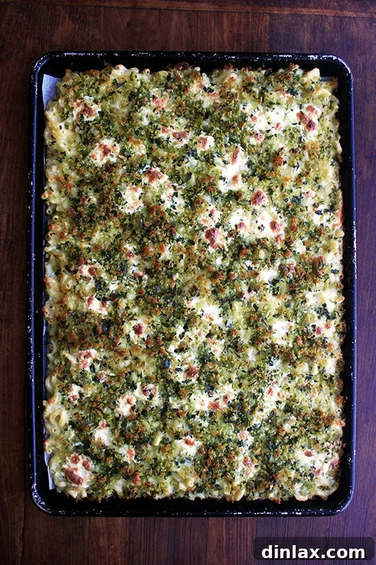 Golden Crispy Macaroni Cheese Bake 11 Freshly baked sheet pan mac n cheese, golden brown and bubbling hot, right out of the oven