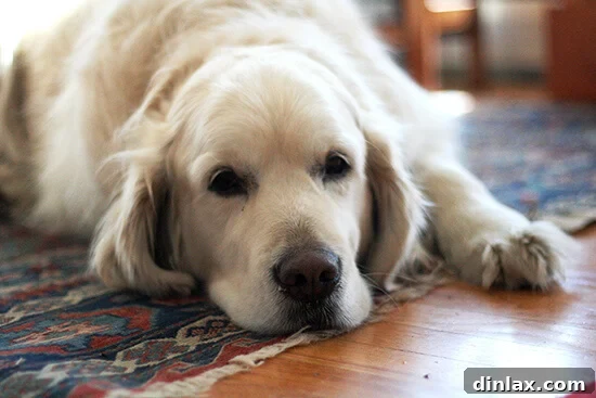 Golden Retriever Argos enjoying Vermont