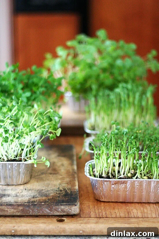 Freshly growing sprouts in a glass jar