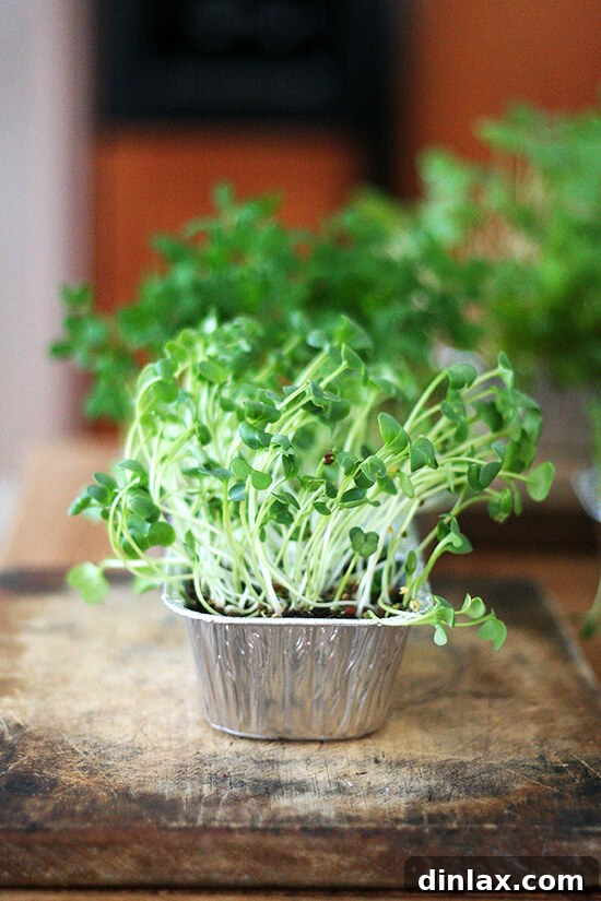 Vibrant green sprouts growing in a container