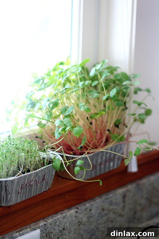 Sprouts thriving on a windowsill