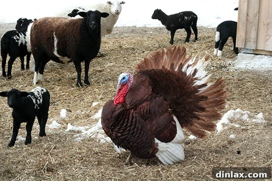 Scenic Vermont farm landscape