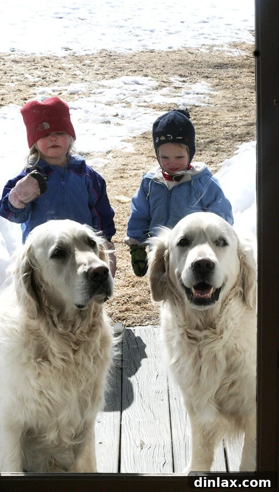 Children and dogs playing in Vermont