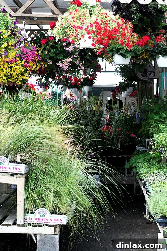 Beautiful fresh flowers arranged for sale at Jean Talon Market.