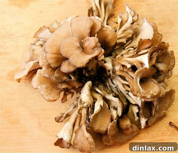 Where Earth Meets Ruby: Melograno & Mushroom Memories 4 Maitake mushrooms, also known as 'dancing mushroom'