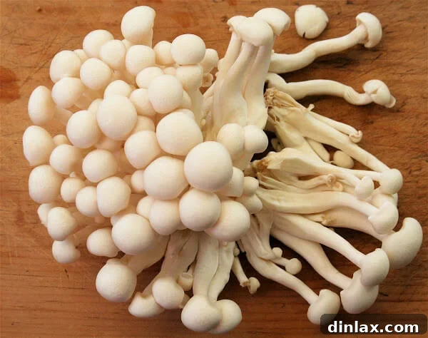 Where Earth Meets Ruby: Melograno & Mushroom Memories 6 Close-up of pappardelle pasta with sauce