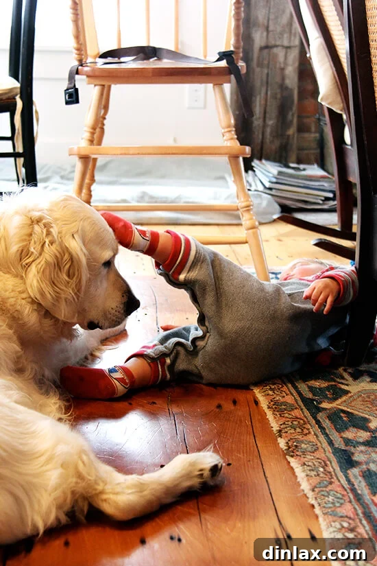 A child, affectionately named Baby Wren, joyfully plays with Argos, a friendly golden retriever.