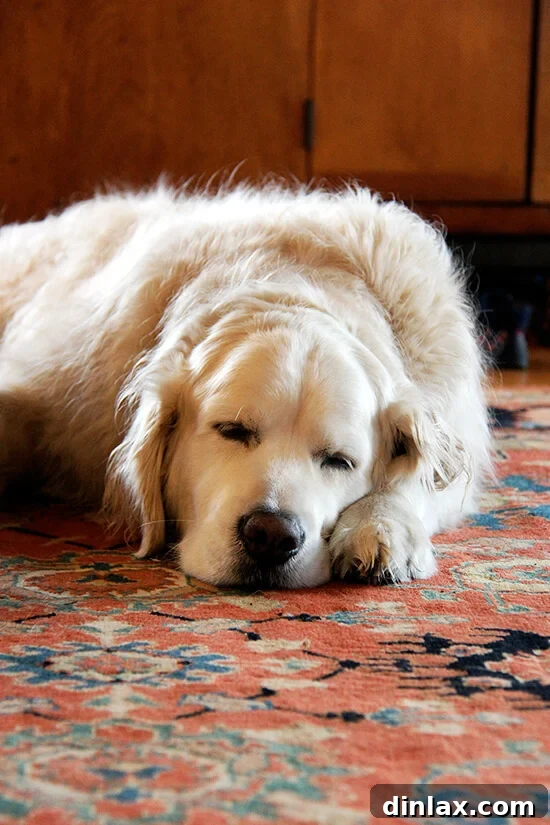 Ajax, a golden retriever, is seen peacefully napping, looking comfortable and relaxed.
