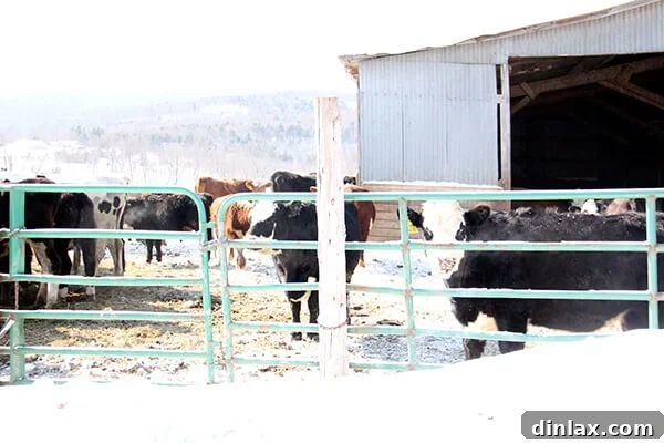 Fresh Threads of Vergennes 23 Pastoral scene of cows grazing in a field in rural Vermont, near Vergennes
