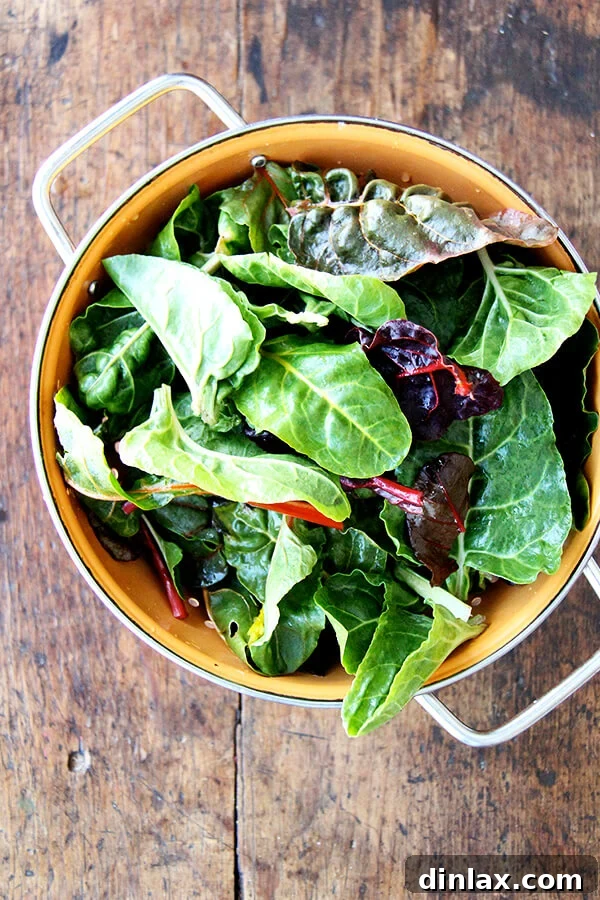 Vibrant baby Swiss chard leaves, freshly washed and ready for wilting, resting in a colander.