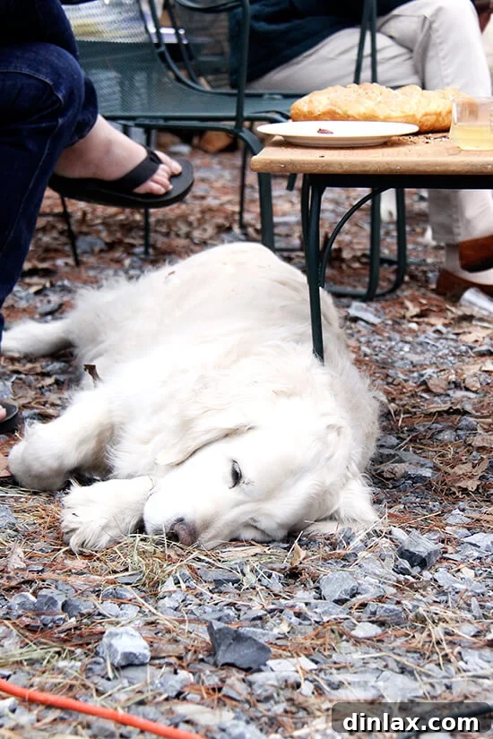 A sleepy dog in a peaceful slumber, completely worn out after a day full of Greek Easter festivities and aromas.