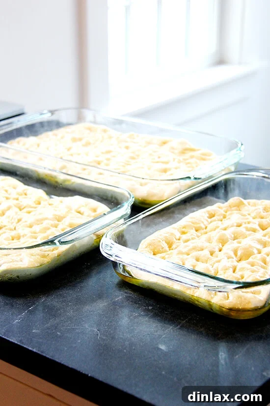 Focaccia dough gently placed into well-oiled pans, ready for its final rise before baking.