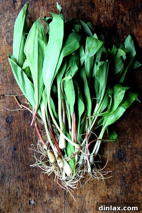 Ramp Pesto Pizza and Pickled Ramps 3 Fresh ramps, showing their distinctive green leaves and white bulbs, ready for preparation.