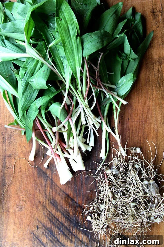 Ramp Pesto Pizza and Pickled Ramps 4 Ramps with their root ends removed, cleaned and ready for processing into pesto or pickling.