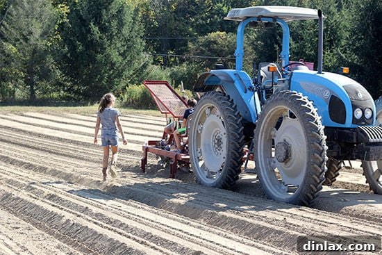 Canal House Spring Shaved Asparagus and Arugula Salad 15 A tractor equipped with a specialized garlic-planting attachment in the field.