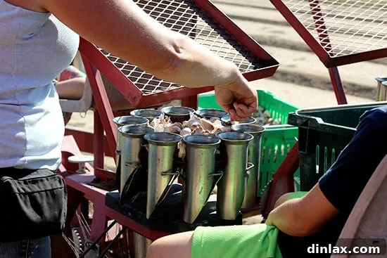 Canal House Spring Shaved Asparagus and Arugula Salad 16 A person actively planting garlic cloves using the tractor attachment.