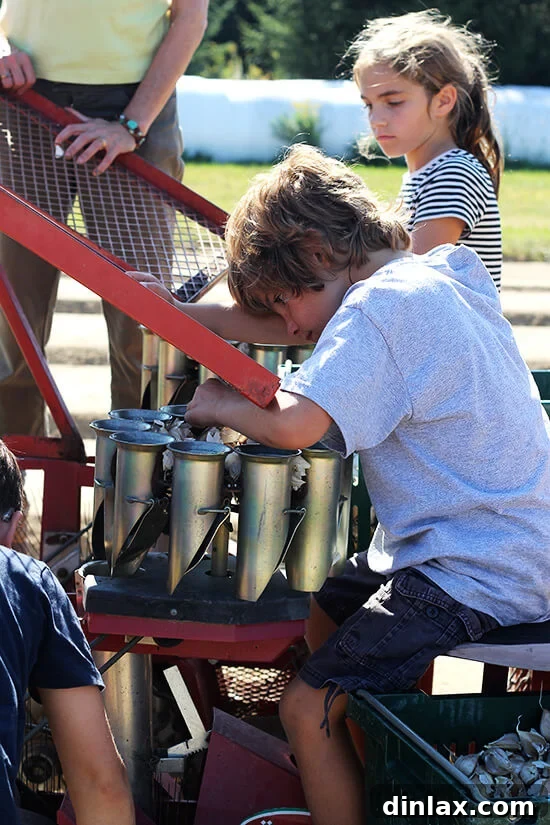 Canal House Spring Shaved Asparagus and Arugula Salad 17 Close-up view of hands carefully dropping garlic cloves into the planter.