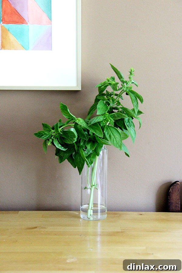 CSA Week 2 Making the Most of Simple Creme Fraiche Dressing Turnip Burgers and Bok Choy 7 Revived basil stems, looking strong