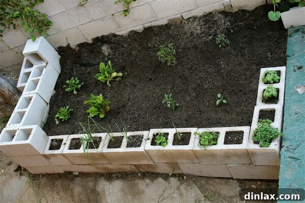 Newly planted tomato plants and herbs in a cinder block garden.