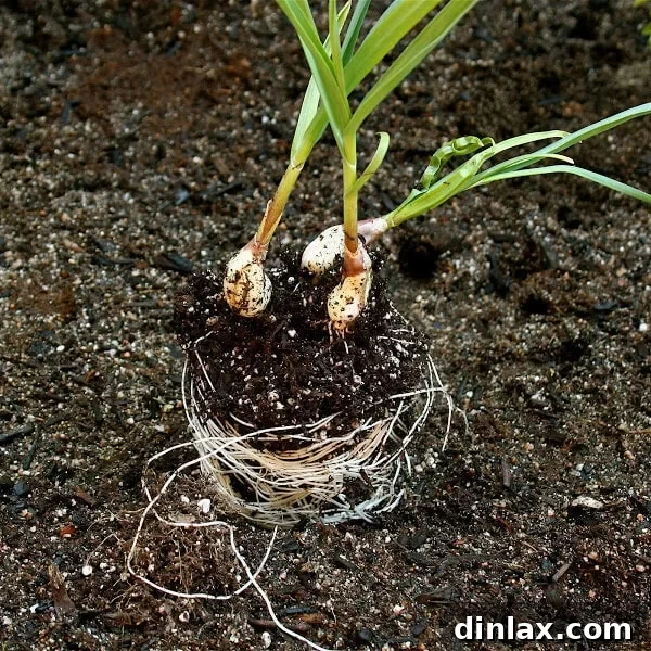 Garlic cloves planted in the hollow sections of cinder blocks, showing individual growth.
