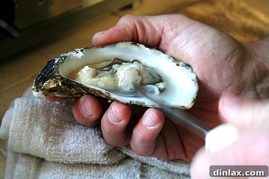 A close-up shot of a freshly shucked, briny oyster, gleaming on its shell, a delectable start to a celebratory meal.