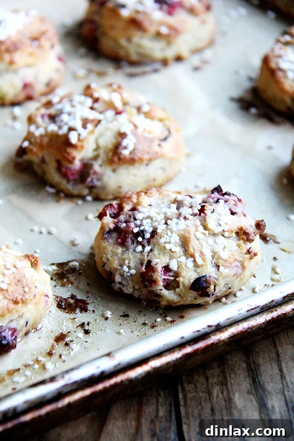 A tray of freshly baked pearl sugar-topped cranberry scones, golden and inviting, just out of the oven.