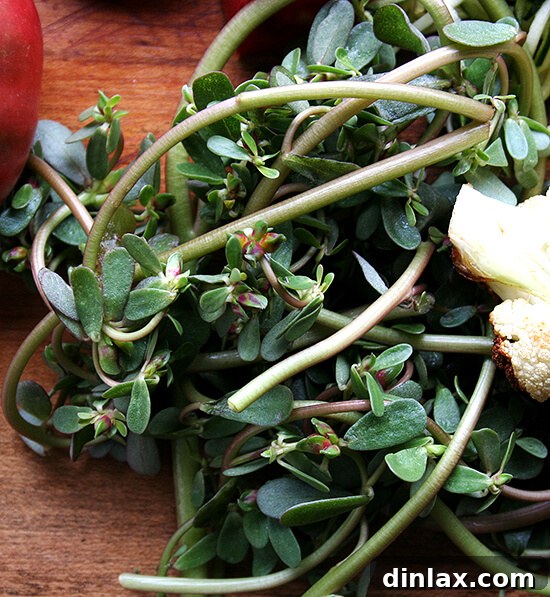 Nutrient-Rich Purslane Fresh purslane, a vibrant green succulent herb, ready for culinary use in a healthy dish.