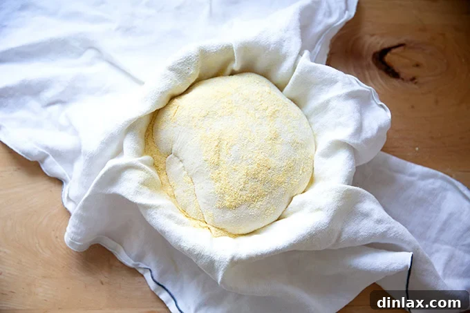 A well-proofed round of no-knead dough, dusted with cornmeal and resting in its towel-lined banneton, poised for baking.