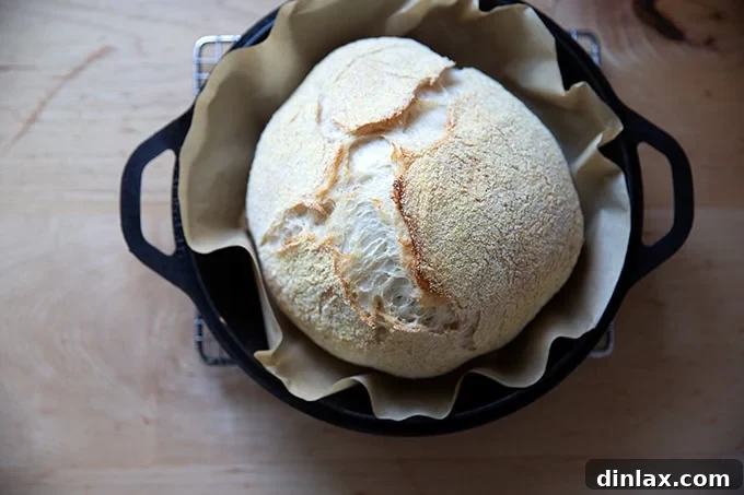 Jim Lahey's no-knead bread after its initial 30-minute covered bake in a Dutch oven, showing significant rise and a pale crust.