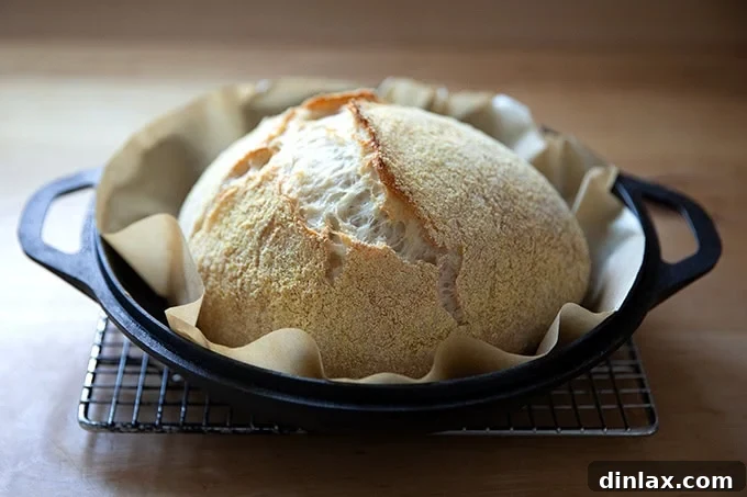 A closer view of Jim Lahey's no-knead bread after 30 minutes of covered baking, demonstrating excellent oven spring.